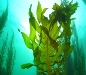 Біостимулюючий ефект морських водоростей –